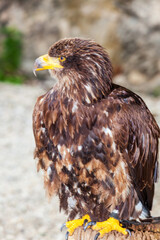 eagle
