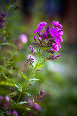 Garden purple phlox, vivid summer flowers 