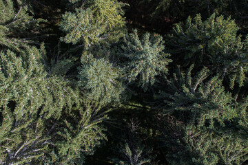 aerial drone view of trees in the black forrest