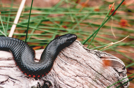 red belly black snake