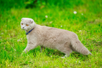 fold cat on the lawn