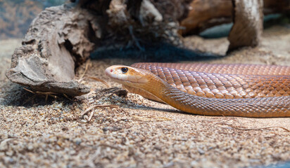 taipan