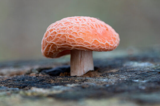 Rhodotus palmatus mushrooms growing on the dead trunk of a tree. Spain.