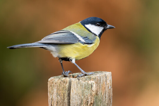 Great tit, (Parus major), perched on a stake against an unfocused ocher background. Spain