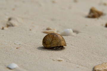 Small crab on a sandy beach in Thailand