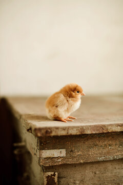 Close-up of baby chickens indoor