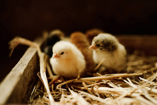 Close-up of baby chickens indoor