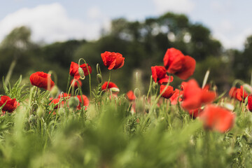 poppy field with sky