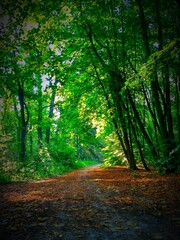 path in the forest