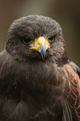 portrait of an eagle