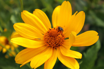 Yellow rudbeckia flower with an insect on a spring day, close-up