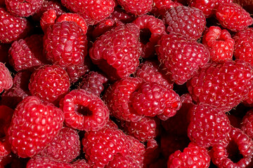 Lots of raspberries close up