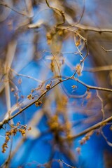 beautyful tender colors