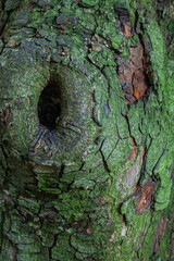 tree bark texture hollow