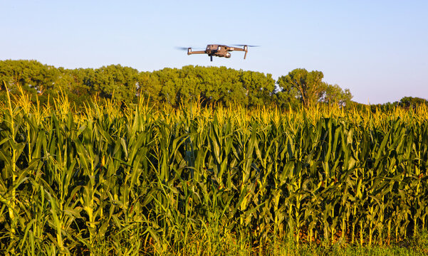 Corn Growing in Kansas with drone