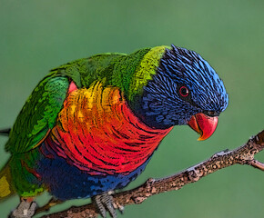 rainbow lorikeet