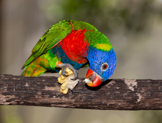 rainbow lorikeet