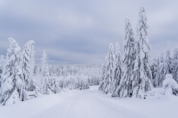 Snowlandscape and snowed trees on the Brocken in Harz in Germany 