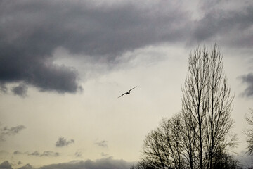 ыeagull in the sky in cloudy weather