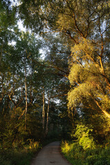 autumn in the forest