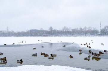 Ducks on the winter lake when the snowfall