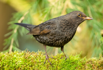 Blackbird, (Scientific name: Turdus merula) Close up of an alert female blackbird with dark brown plumage in winter,  facing right and perching on green moss.  Blurred leafy background. Horizontal. 