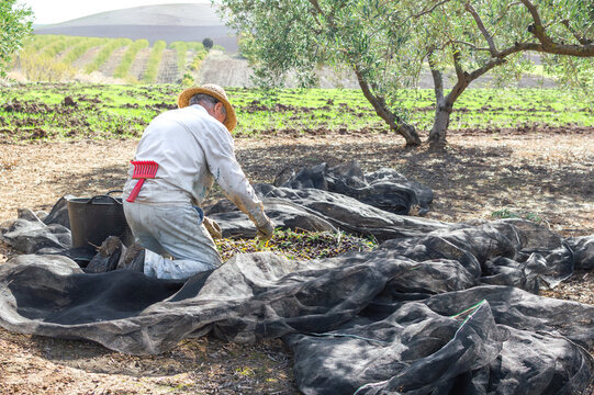 Crouched farmer with hat picking olives using a big bucket in the field during sunny day.