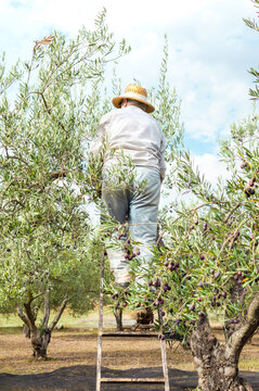 Farmer in work clothes climbing a ladder to pick olives in the field.
