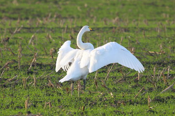 Whooper Swan spreading wings