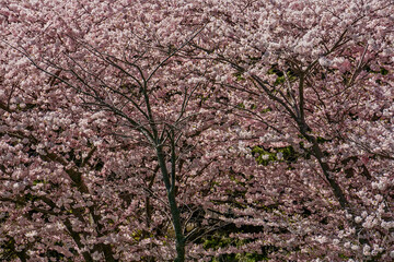 Pink and white flowers of the Somei-Yoshino Cherry Tree blossom to form a canopy on a sunny spring day