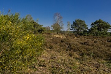 Lüneburger Heide