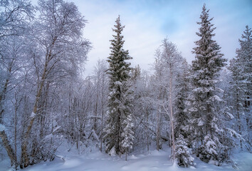 forest in winter