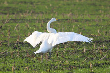 Whooper Swan spreading wings