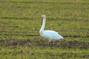 Whooper Swan standing in stubble field