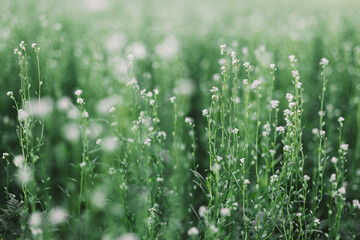 Obraz na płótnie Canvas grass with dew drops