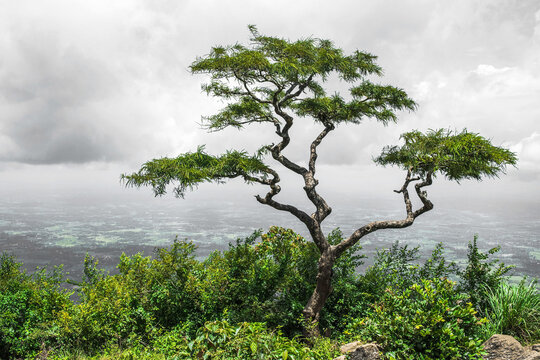 Lonely tropicaltree in the valley of Nelliyampathy hills, Kerala - India