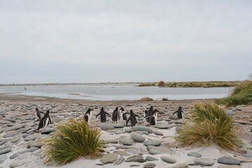 View from Sea Lion Island, Falkland Islands.