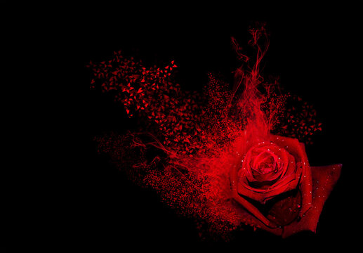Red rose with smoke and hearts splash on a black background