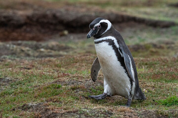 The Magellanic penguin (Spheniscus magellanicus)