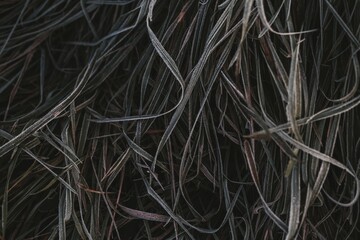 close up of frosty leaves