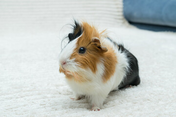 Guinea pig rosette, young guinea pig close-up view on a light background