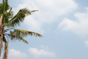 Palm trees against cloudy sky with copy space.