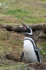 The Magellanic penguin (Spheniscus magellanicus)