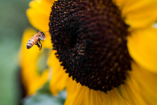 Honey bee landing on sunflower for pollination in Washington