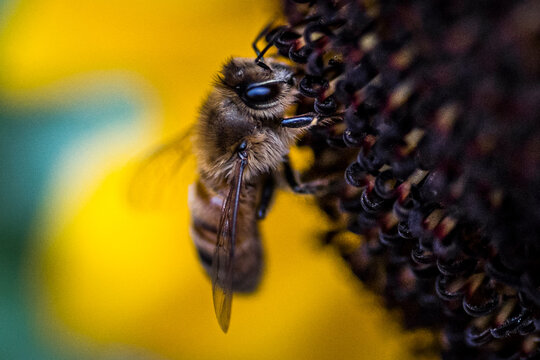 Macro of bumble bee pollinating sunflower in Washington