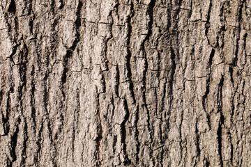 Naklejka premium Texture tree bark-2