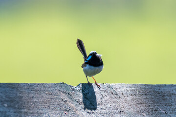 Superb Fairy Wren on a Wooden Fence with Soft Green Background