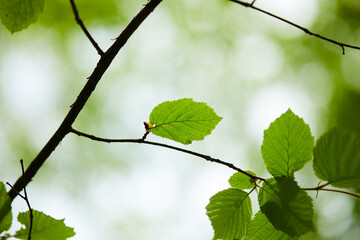 spring park with green leaves