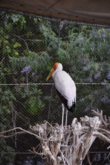 Yellow-billed stork in the nature