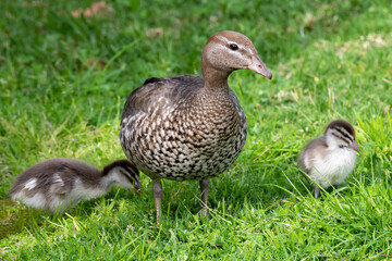 Wood duck and ducklings